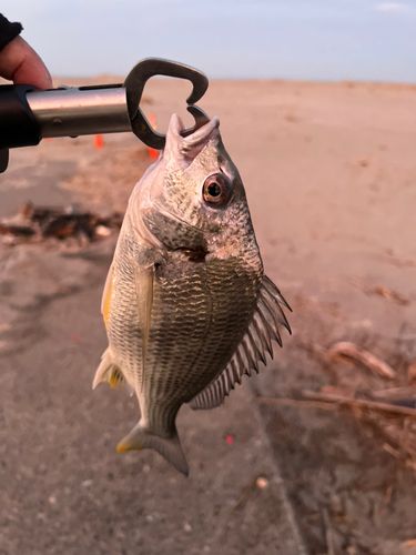 キビレの釣果