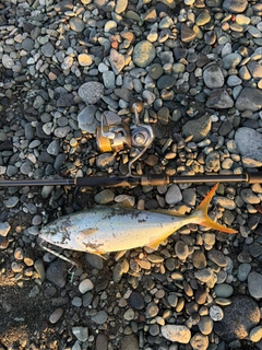 ワカシの釣果