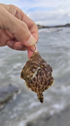 カワハギの釣果