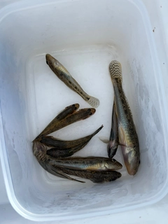 マハゼの釣果