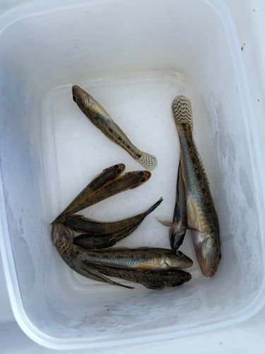 マハゼの釣果