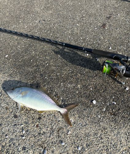 シオの釣果