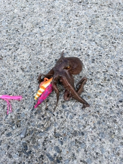 タコの釣果