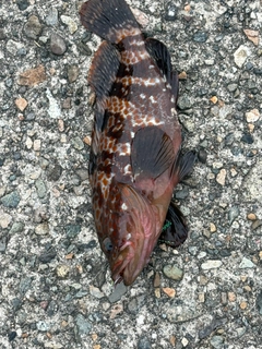 キジハタの釣果
