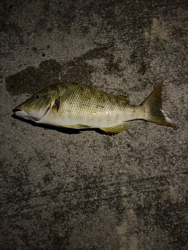 ハマフエフキの釣果
