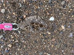 ソゲの釣果