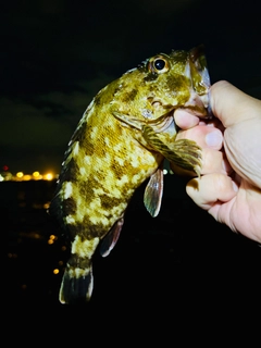 ガシラの釣果