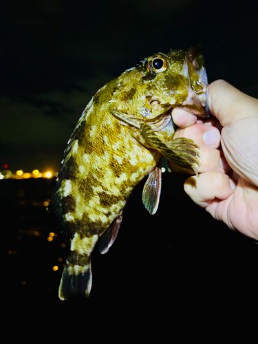 ガシラの釣果