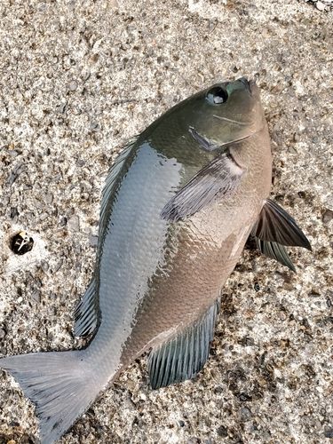 グレの釣果