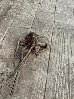 タコの釣果