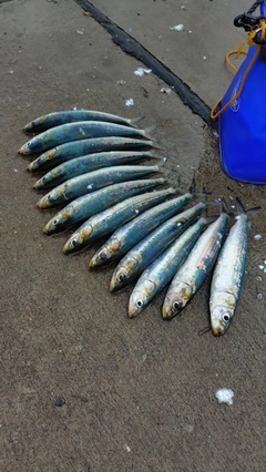 マイワシの釣果
