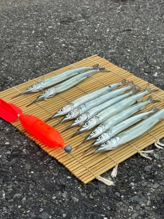 サヨリの釣果