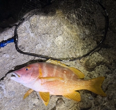 シブダイの釣果