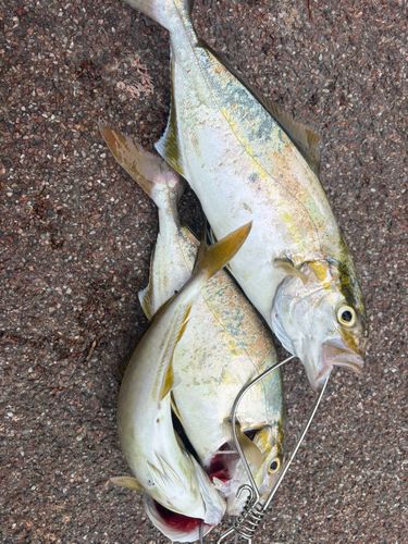 ショゴの釣果