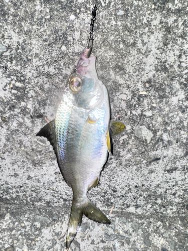 クロサギの釣果