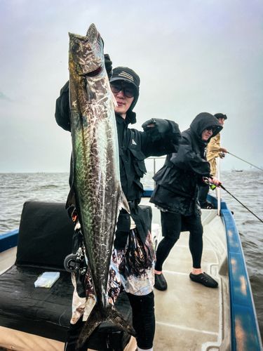サワラの釣果