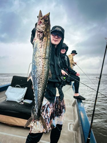 サワラの釣果