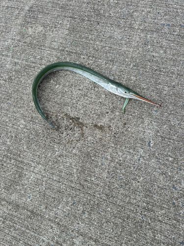 ダツの釣果