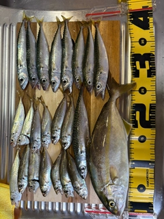 ショゴの釣果