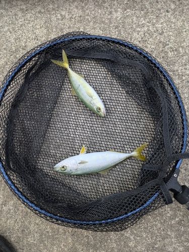 コゾクラの釣果