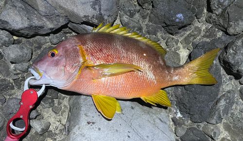 シブダイの釣果