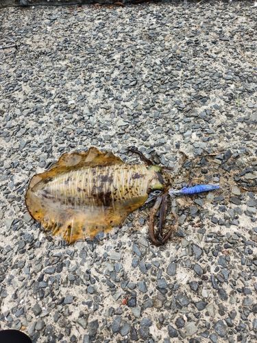 アオリイカの釣果