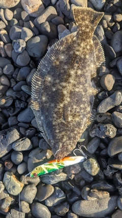 ソゲの釣果