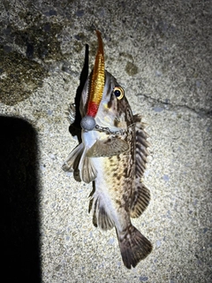アブラコの釣果