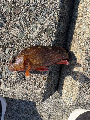 イソカサゴの釣果