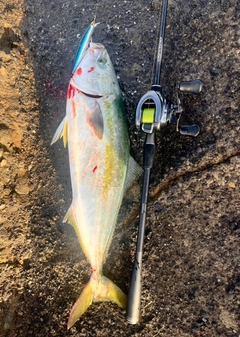 ワラサの釣果