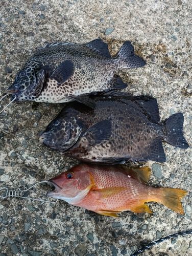 イシガキダイの釣果