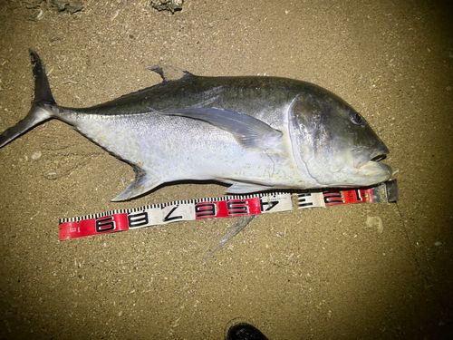 ガーラの釣果