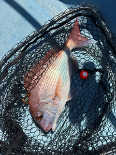 タイの釣果