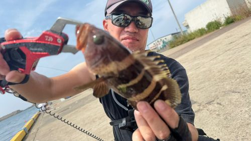 アオハタの釣果