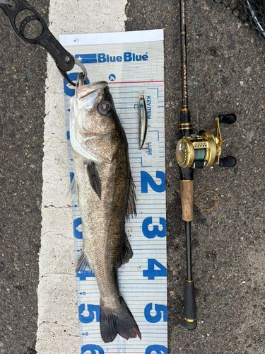 瀬戸内海で釣れたスズキの釣り・釣果情報 - アングラーズ | 釣果600万