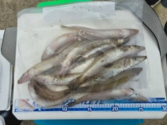 キスの釣果
