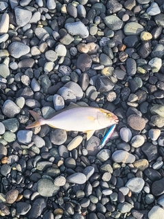 ショゴの釣果