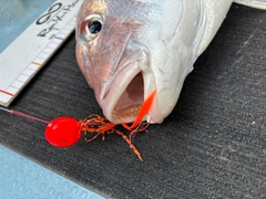 タイの釣果