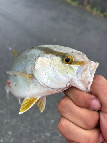 カンパチの釣果