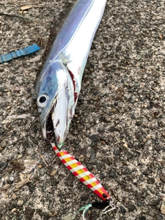 タチウオの釣果