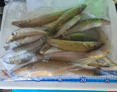 キスの釣果