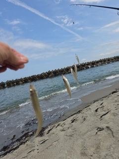 キスの釣果