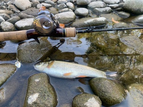 ウグイの釣果