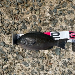 クロの釣果
