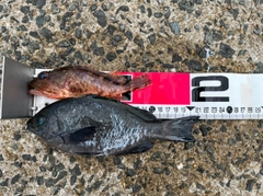 クロの釣果