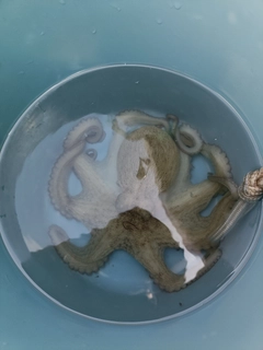 タコの釣果