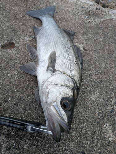 フッコ（ヒラスズキ）の釣果