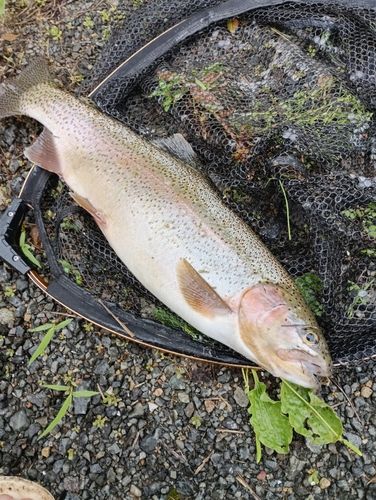 ニジマスの釣果