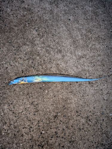 釣果