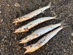 カマスの釣果